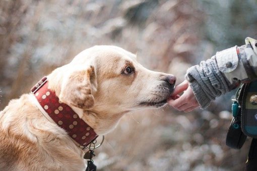 ᐅ Sachkundenachweis Hund Alle Infos zum Sachkundenachweis