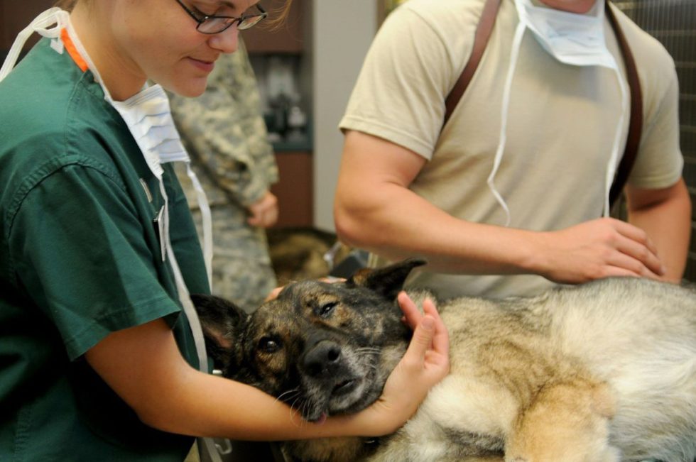 ᐅ Tiermedizin/Veterinärmedizin NC und Losverfahren Plakos Akademie
