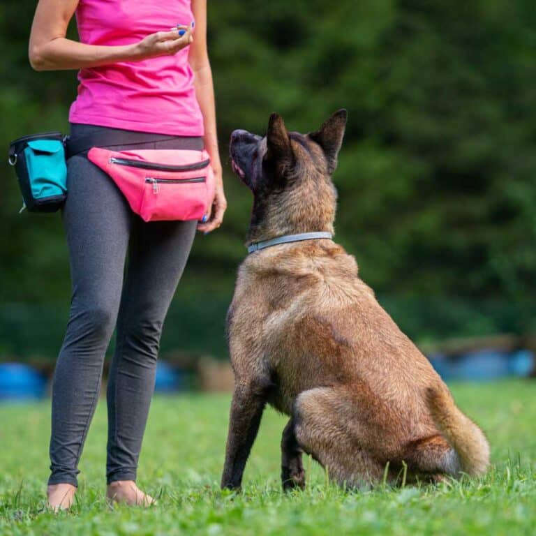 Hundetrainer Prüfung